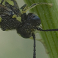 Symphyta sp.